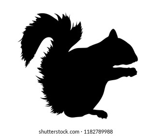 
silhouette of a squirrel