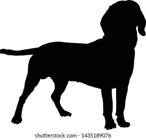 Silhouette  of a Standing Bavarian Mountain Hound Dog 