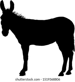 Silhouette of a standing donkey. Vector illustration. 