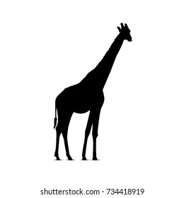 Silhouette of standing giraffe.