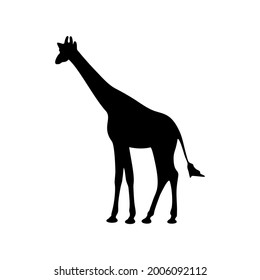 The silhouette of a standing giraffe in black on a white background. A vector image.