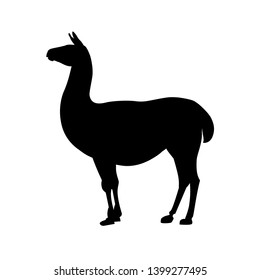 Silhouette of a standing llama, side view. Vector illustration isolated on the white background