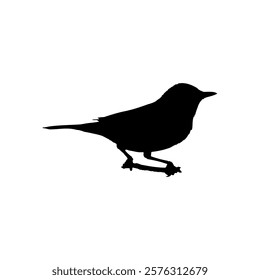 Silhouette of a standing wagtail bird.