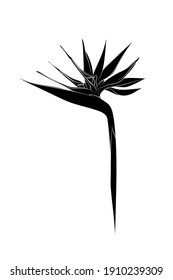 Silhouette of Strelitzia (Bird of paradise flower). Black and white illustration. Vector.