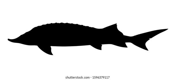 Silhouette of sturgeon fish on white background. Vector illustration.