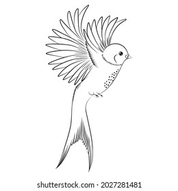 Silhouette de un pájaro tragoso.