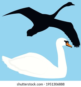 silhouette of a swan flying and floating isolated. Vector stock illustration.migratory birds(Cygnus olor) and migration from the south.