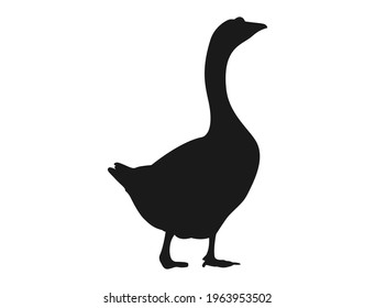 Silhouette of a swan standing and looking up