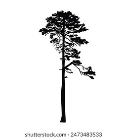 Silhouette of a tall coniferous pine tree. black illustration