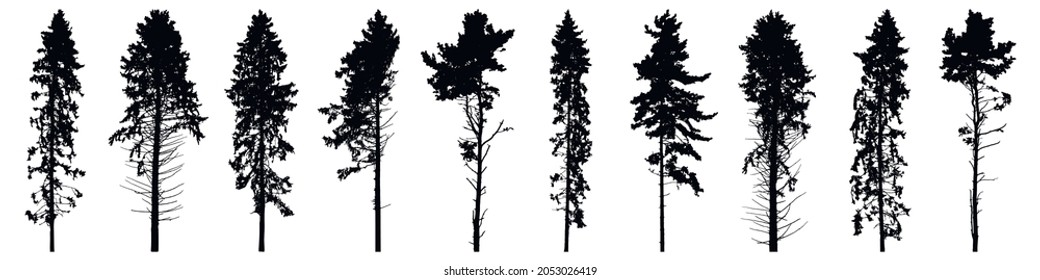 Silhouette of tall forest trees, set of beautiful spruce trees and pines. Vector illustration.