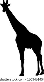 Silhouette of a tall giraffe. Vector illustration. 