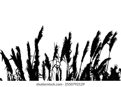 Silhouette of tall grass swaying gently in the wind, capturing a serene and natural aesthetic perfect for nature-inspired designs or projects. Tall reed grass vector.