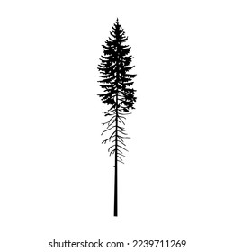 Silhouette of tall pine tree.