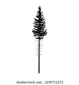 Silhouette of tall pine tree.