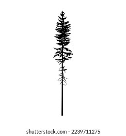 Silhouette of tall pine tree.