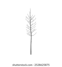 Silhueta de uma árvore alta, fina com ramos nus isolados no fundo branco. Ilustração vetorial botânica minimalista