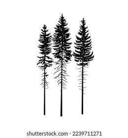 Silhouette of tall three pine trees.