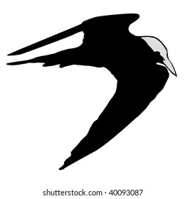 silhouette of tern