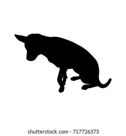 Silhouette thai dog on white background