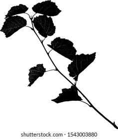 Silhouette of thin hazel twig isolated on white, vector illustration
