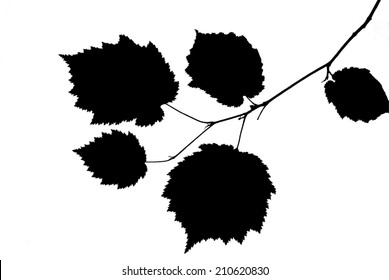 Silhouette of thin hazel twig with toothed leaves    