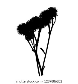 Silhouette of a thistle plant. Vector isolated illustration. Black color. Thistle branch with thorns and seeds. Isolated background.