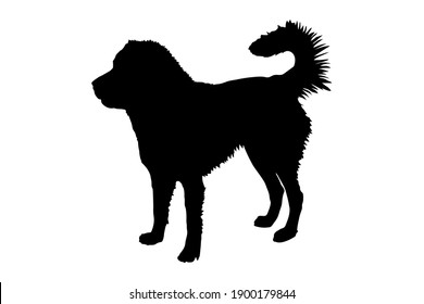 Silhouette of a thoroughbred Caucasian Shepherd dog. Vector stock illustration eps 10