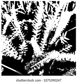 Silhouette of a thousand-leaf grass. Close-up. Chaotic arrangement of leaves. Spring, young grass. Plot of flowering meadow. View from above. Isolated vector illustration. Transparent background.