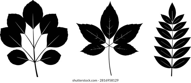 Silhouette of three distinct leaf types, palmate and pinnate patterns, botanical illustration, plant taxonomy, nature design, vector graphic