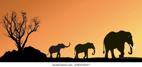 Silhouette of three  elephants strolling at sunset.