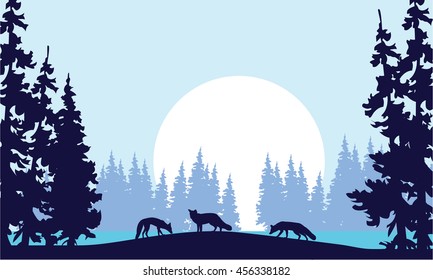 Silhouette of three fox and spruce in hill