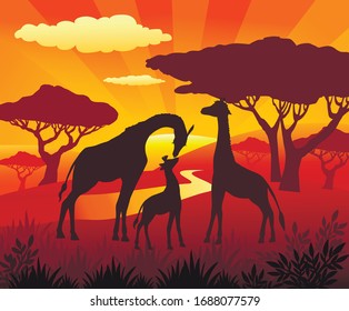 Silhouette of Three Giraffe on beautiful sunsets landscape wildlife view. Animals wallpaper background for kids.