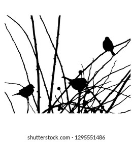 Silhouette of three sparrows on the branches. Isolated vector drawing. Illustrator 10. Close-up. Isolated background.