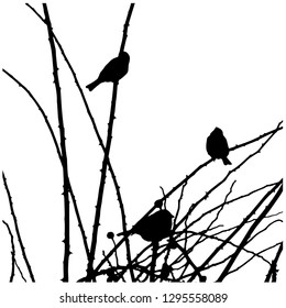 Silhouette of three sparrows on the branches. Isolated vector drawing. Illustrator 10. Close-up. Isolated background....