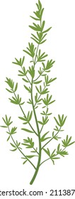 The silhouette of thyme's twig. Simple flat vector illustration.