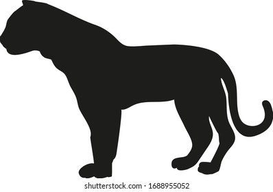 silhouette of a tiger isolated on white