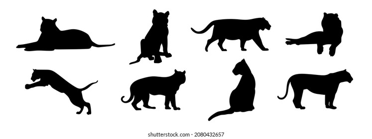 Silhouette of a tiger on a separate white background. Symbol of the New year