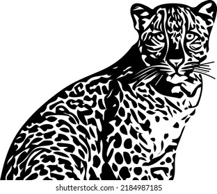 silhouette of tiger, sketch drawing of tiger, line art illustration of tiger, Lion vector