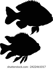 silhouette of Tilapia Fish Isolated on white