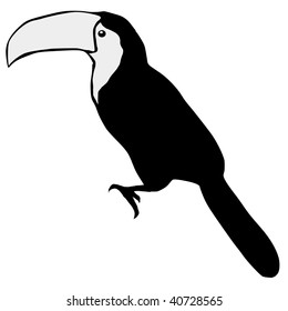 Silhouette Of Toucan