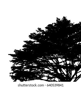 silhouette of tree.