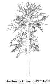 Silhouette of tree with bare branches - outlines - vector