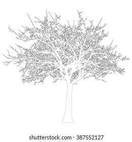 Silhouette of tree with bare branches - outlines - vector