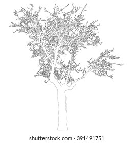 Silhouette of tree with bare branches - outlines - vector