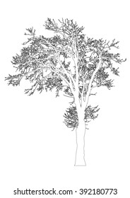 Silhouette of tree with bare branches - outlines - vector