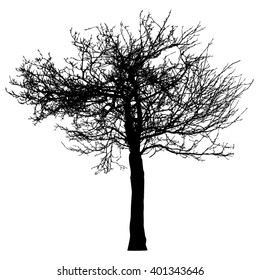 Silhouette of tree with bare branches -vector