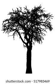 Silhouette of tree with bare branches -vector