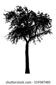 Silhouette of tree with bare branches -vector