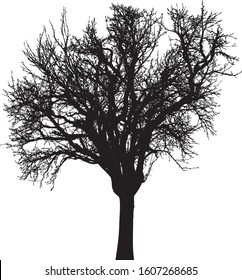 Silhouette of tree with bare branches. Winter scenery tree, isolated 