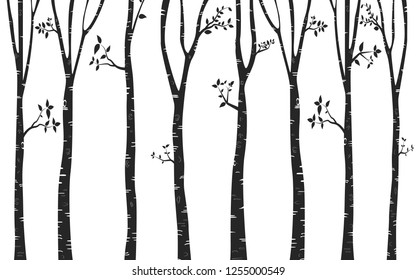 Silhouette  Tree Birch Background